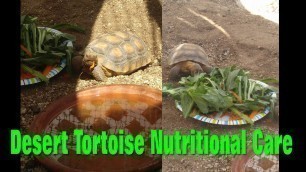 'Desert Tortoise Nutritional (Diet) Care ❤'